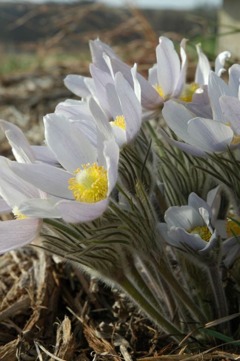 Pasque Flower, Anemone patens or Pulsatilla patens