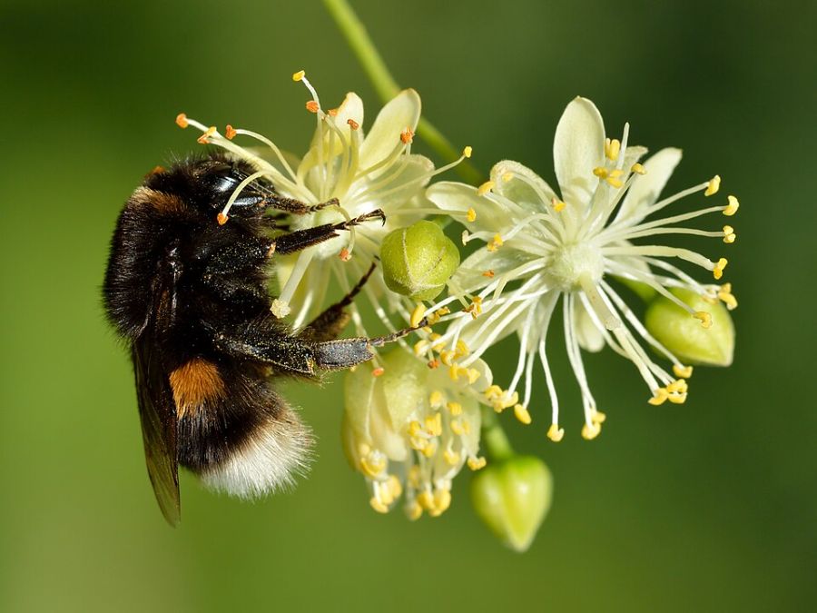 A bumblebee queen feeding to build winter reserves