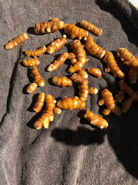 Fresh Turmeric