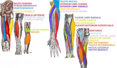 Arm chart