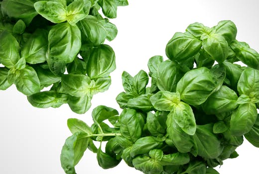 Nutrition Sweet Basil