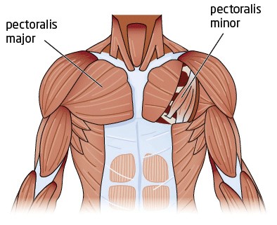 Chest Muscles Chart