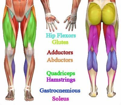 Leg Muscles Chart
