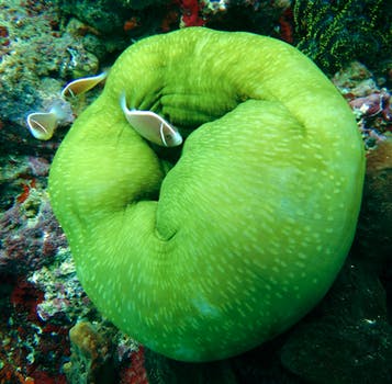 magic of the reef
