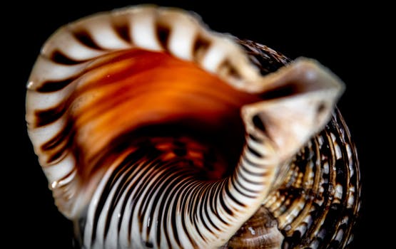 Sea Shell