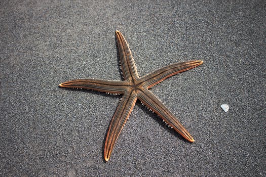 Star Fish