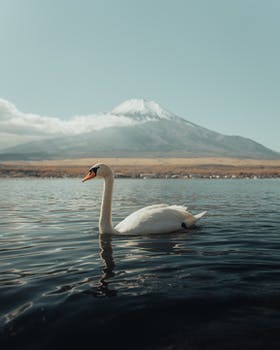 Swan