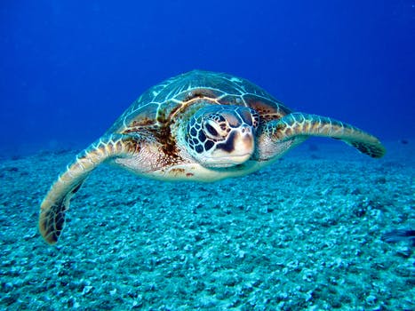 Turtle