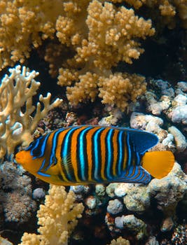Under the sea