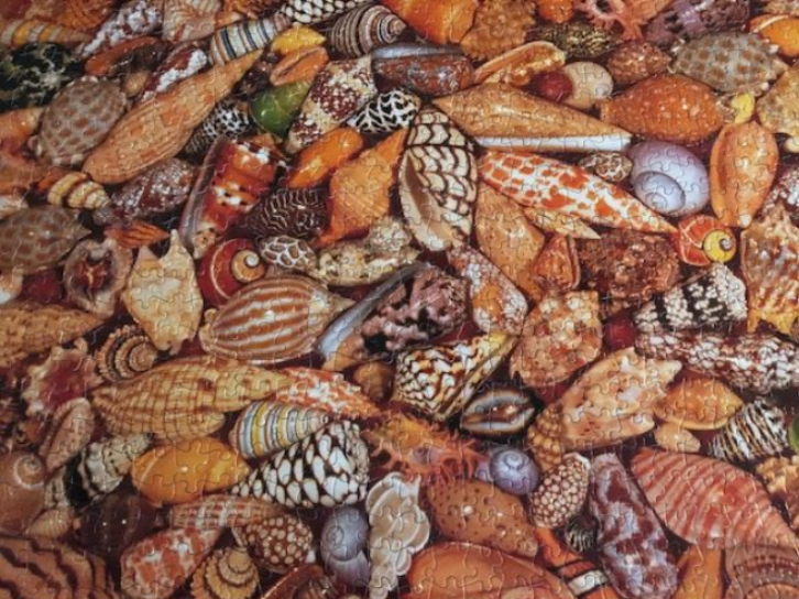 Pieces Of The Puzzle