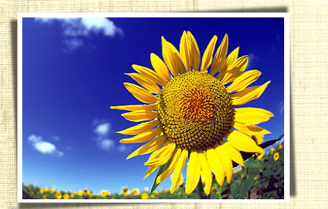 Sunshine Sunflower