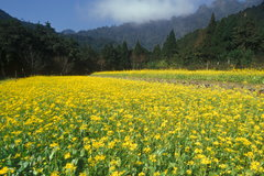 Sunshine Yellow Field