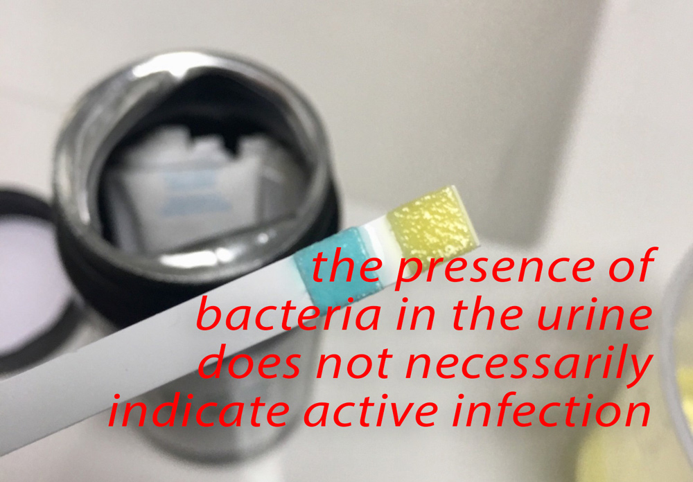 Interpreting Culture Results Part 1 Urinalysis and Urine Cultures (2023)
