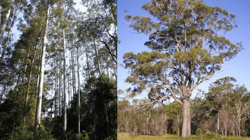 margo-eucalypts