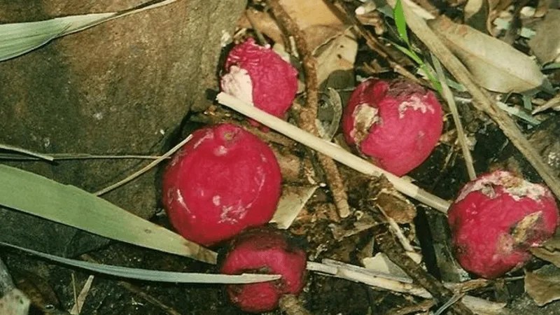 Acmena ingens