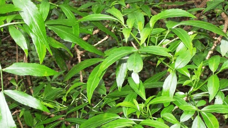 Sambucus australasica