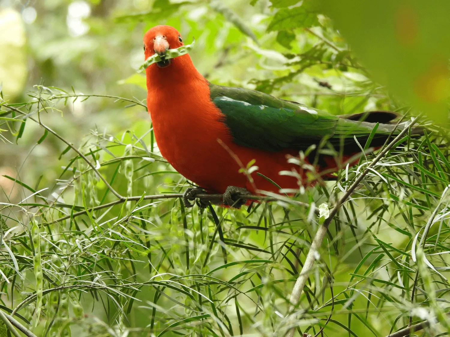 King Parrot