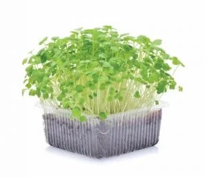 Difference Between Microgreens Sprouts And Shoots