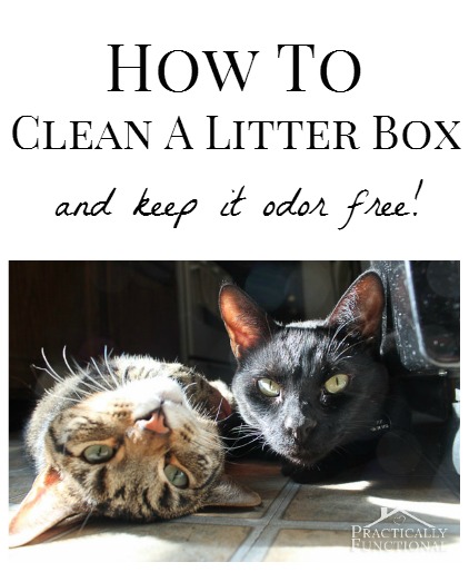 How to clean a litter box and keep it odor free!