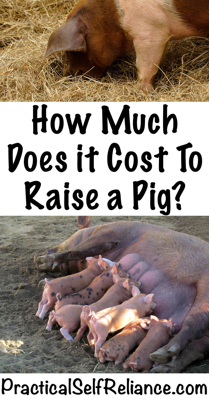 Cost to Raise a Pig