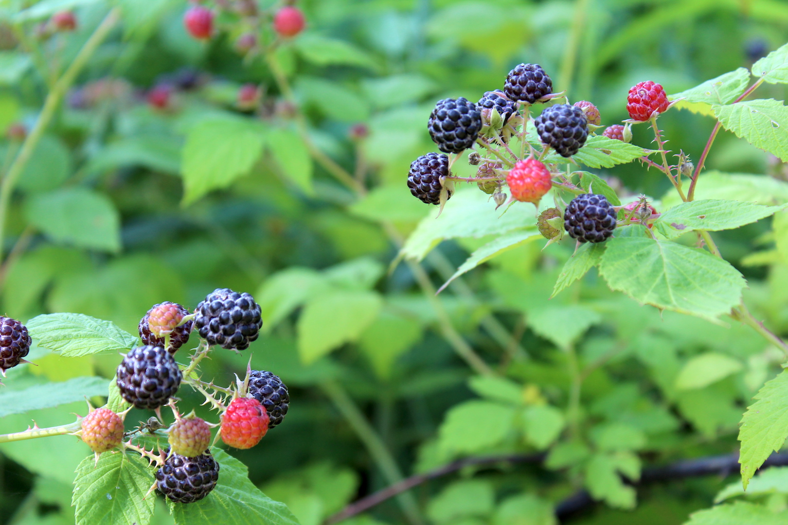 wild raspberry plant