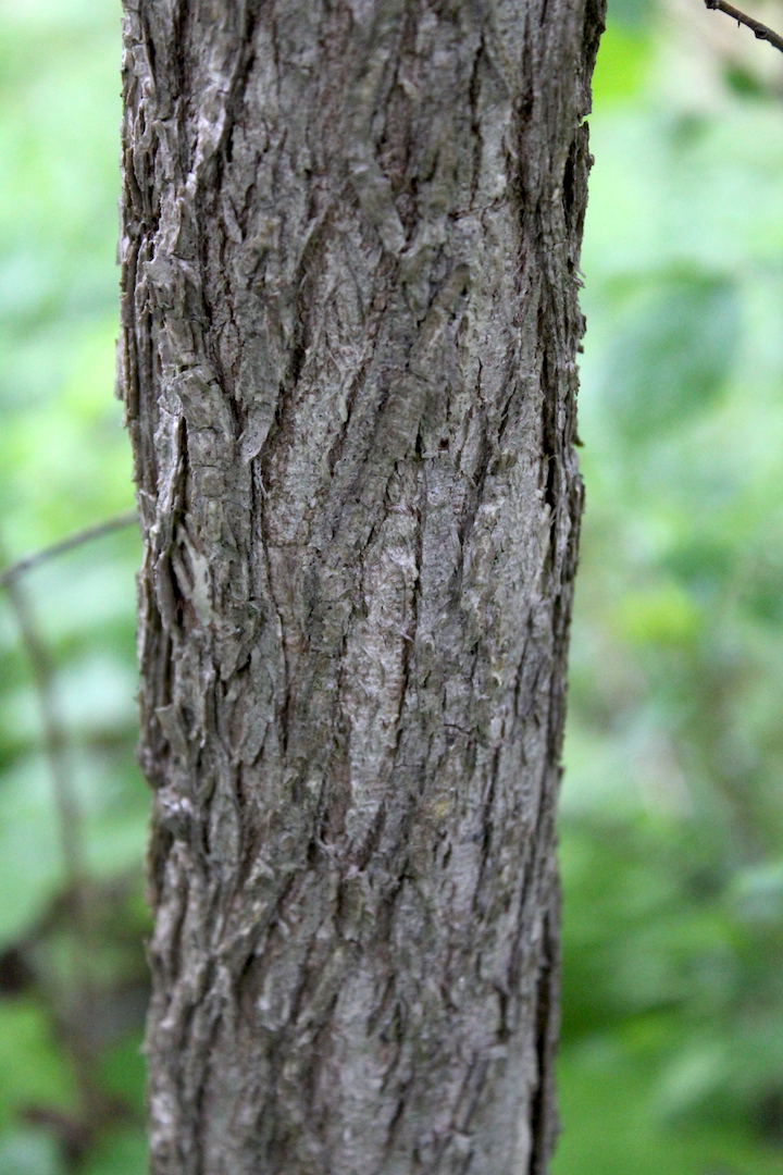 Ulmus Rubra Slippery Elm Go Botany