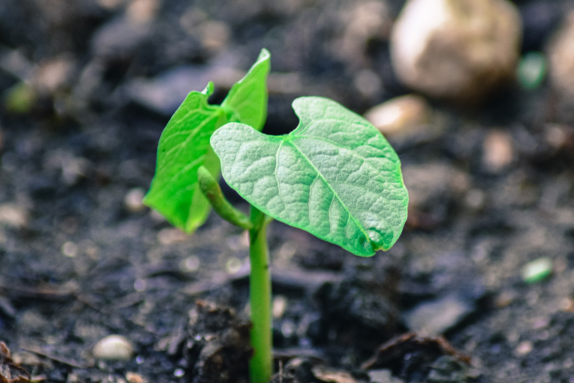 How to grow green beans