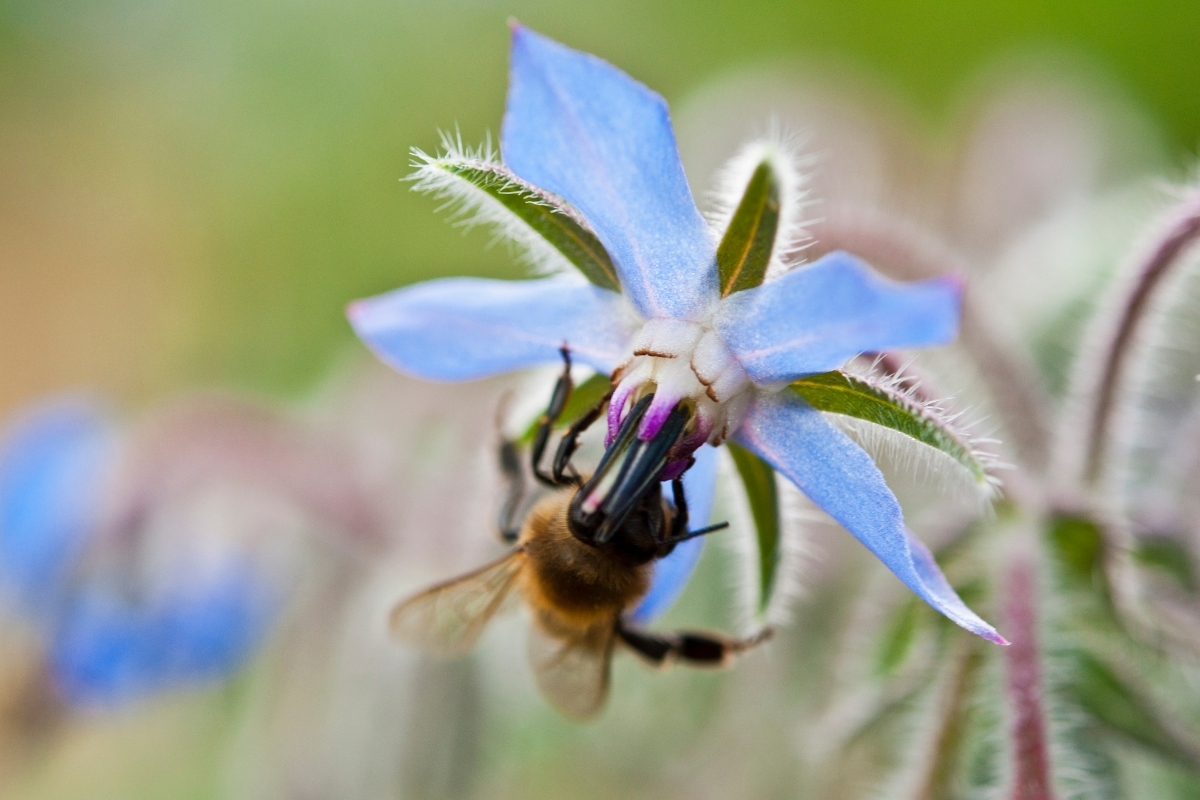 Planting Borage for Pollinators