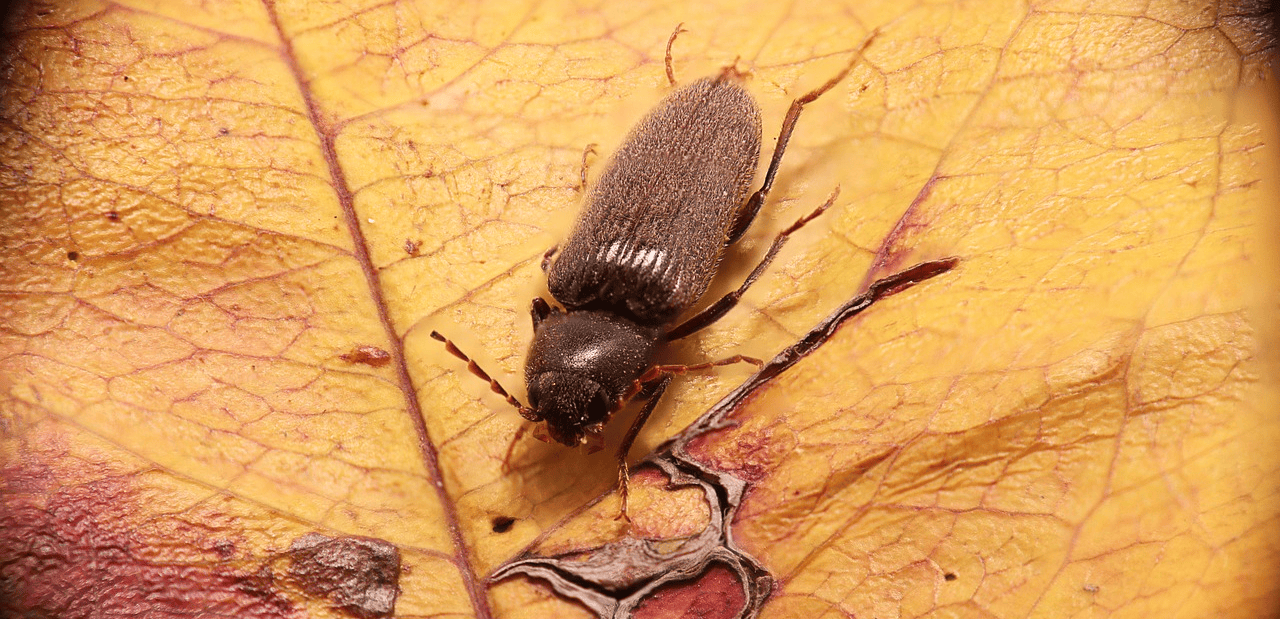 Image of a beetle