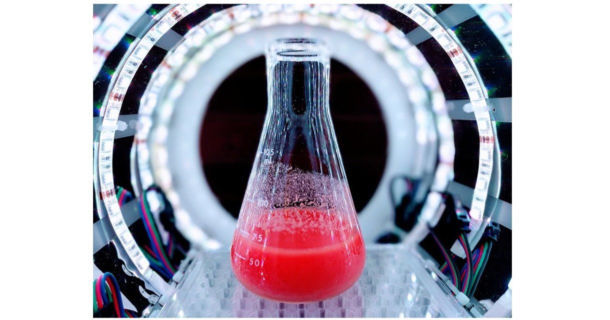 huile palme torula C16 Bioscience pourrait réaliser une percée historique sur le marché des huiles végétales