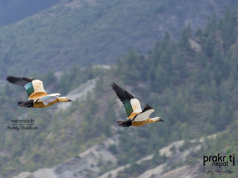 Ruddy shelduck Tadorna ferruginea