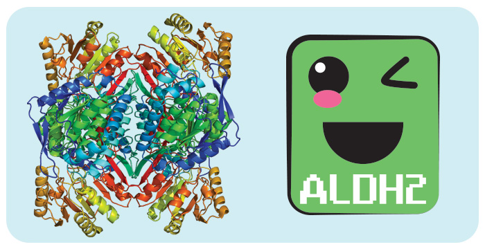Enzima Alde&iacute;do Desidrogenase ALDH2 por PratoFundo.com