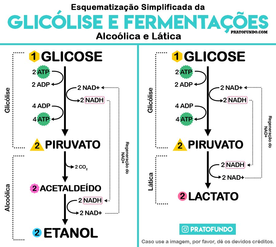 O que é Fermentação Natural? PratoFundo