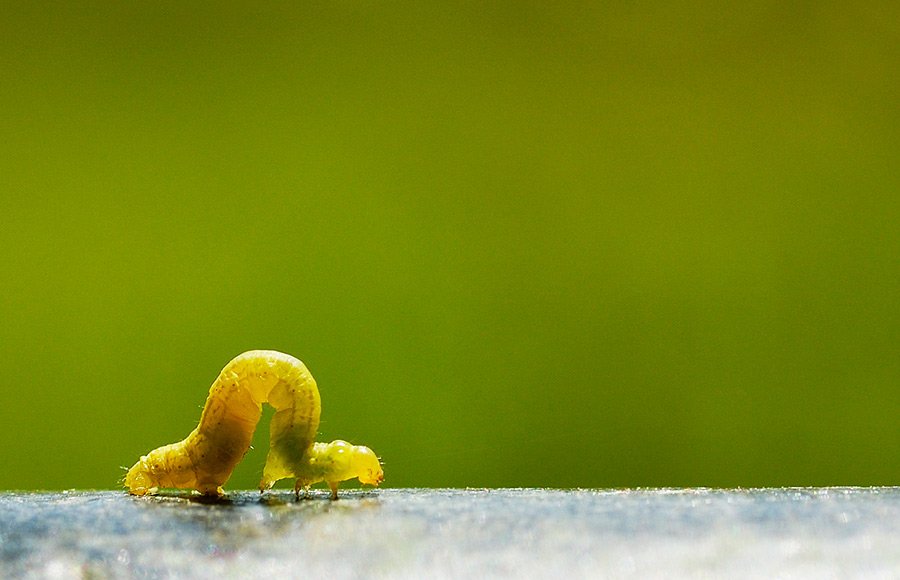 Lagarta em detalhe com fundo verde