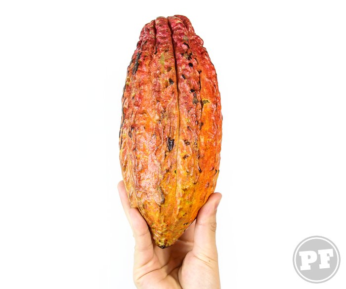 PraComer: Já Comeu Cacau Fresco? É, o Fruto! por PratoFundo.com