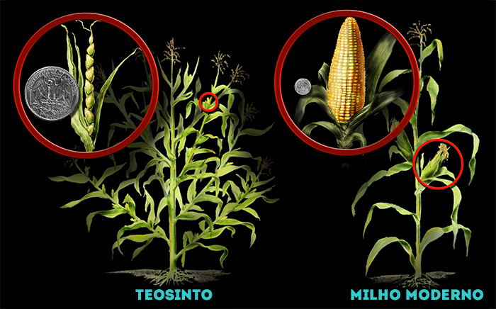 Transg&ecirc;nicos: Teosinto vs. Milho Moderno