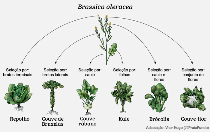 Transg&ecirc;nicos: Brassica sp.