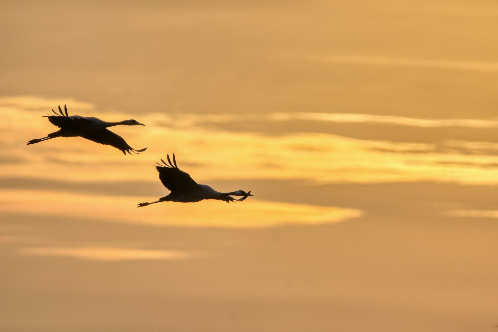 Two cranes flying against a sunset sky, symbolizing freedom from generational curses