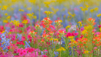 Allergies Healed in a Dream
