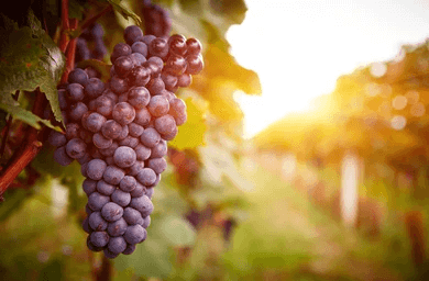 The Lavish Lifestyle God Wants for Us