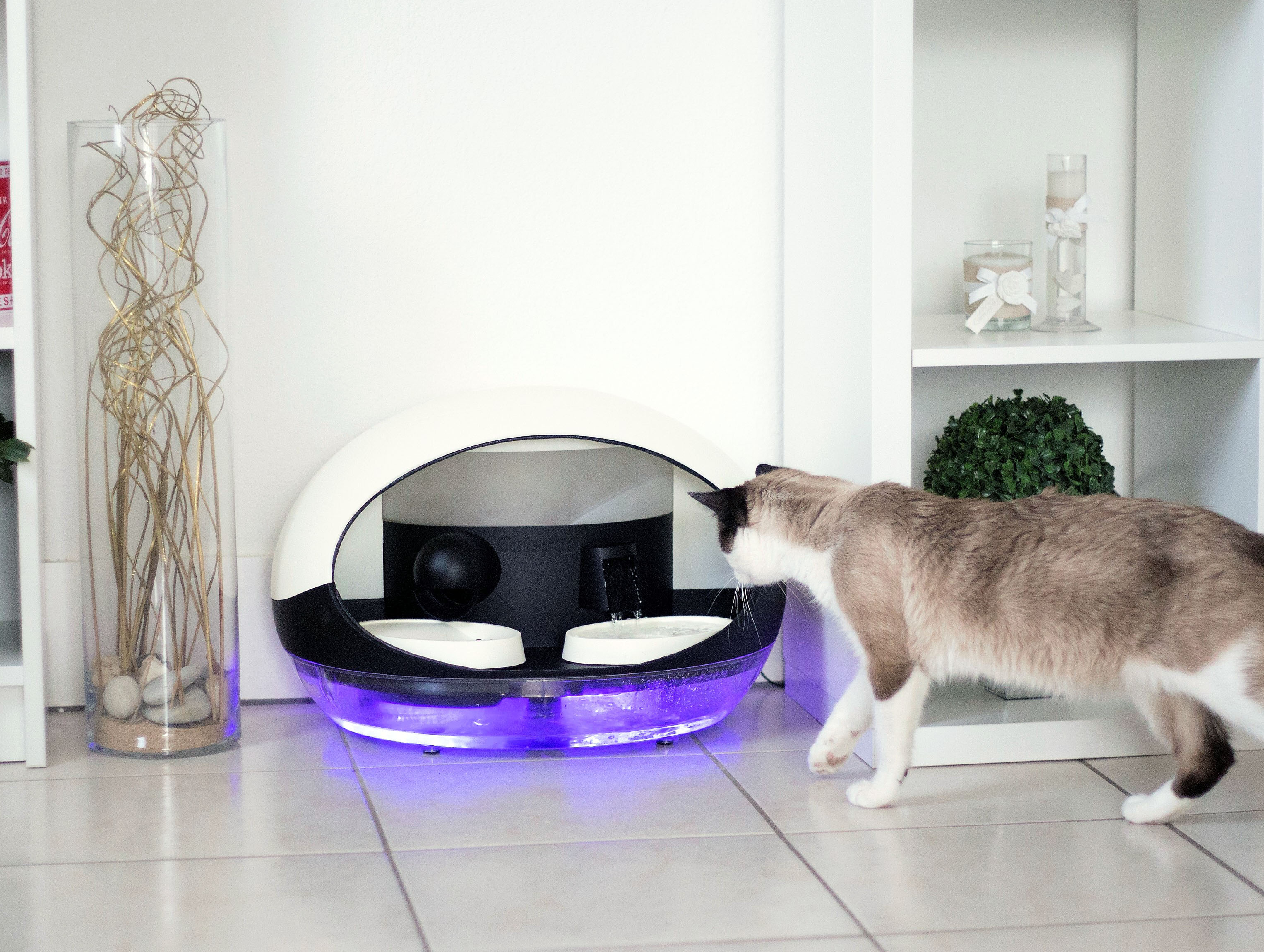 Litière connectée, souris artificielle… la folie des accessoires pour  chats - Capital