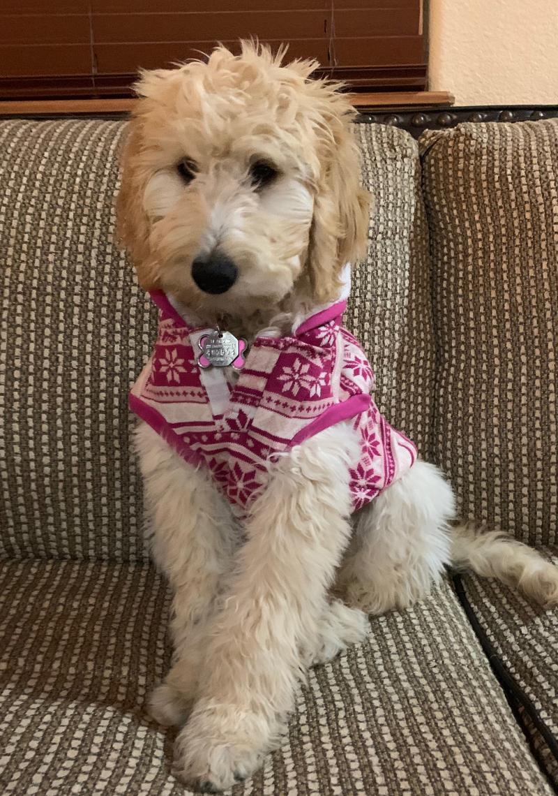 Pocket Pups Weasyl - Full HD Abstract Patterns for Desktop