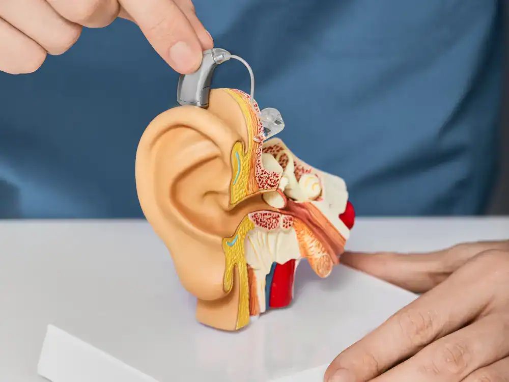 Detailed model of the human ear showing hearing aid placement for hearing health.