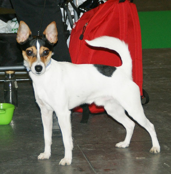 Are Tenterfield Terriers Good House Dogs