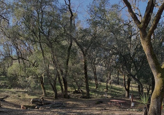 Precision Tree Care