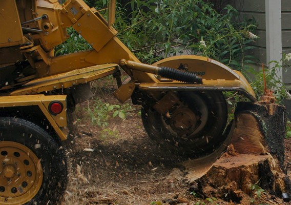 Tree Care Experts