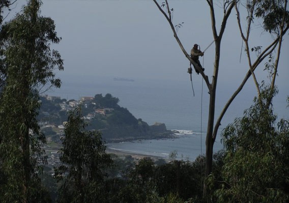 Tree Care Experts