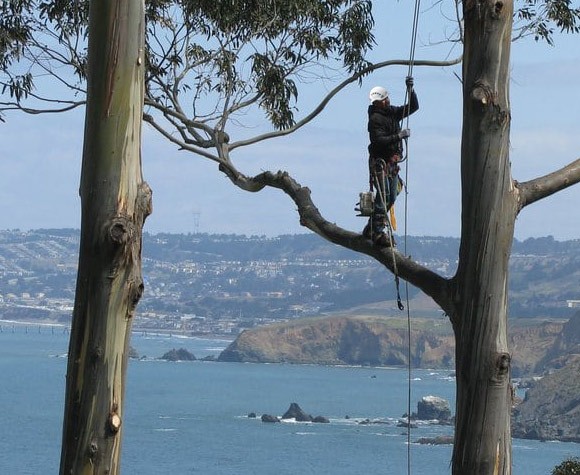 tree removal near me - tree care