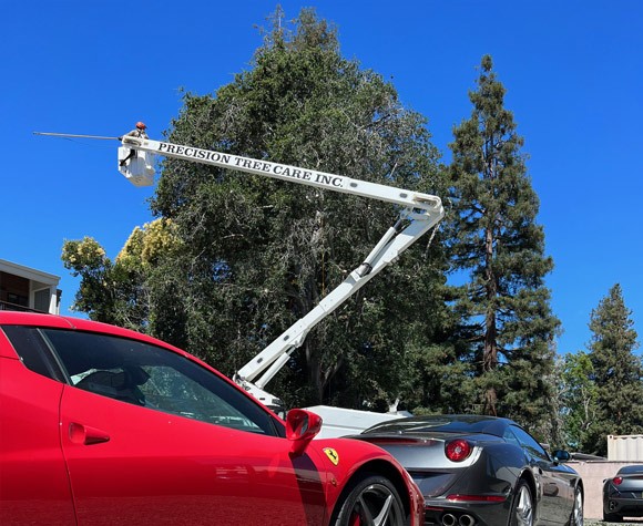 tree service - tree trimming near me