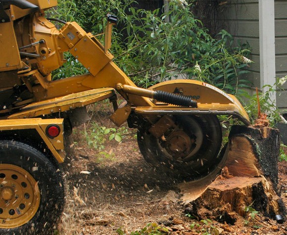 stump-grinding-removal